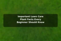 Important Lawn Care (Plant) Facts Every Beginner Should Know