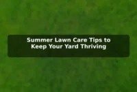 Summer Lawn Care Tips to Keep Your Yard Thriving