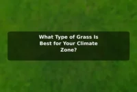 What Type of Grass Is Best for Your Climate Zone?