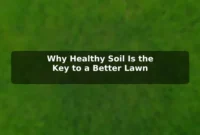 Why Healthy Soil Is the Key to a Better Lawn
