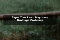 Signs Your Lawn May Have Drainage Problems Signs Your Lawn May Have Drainage Problems