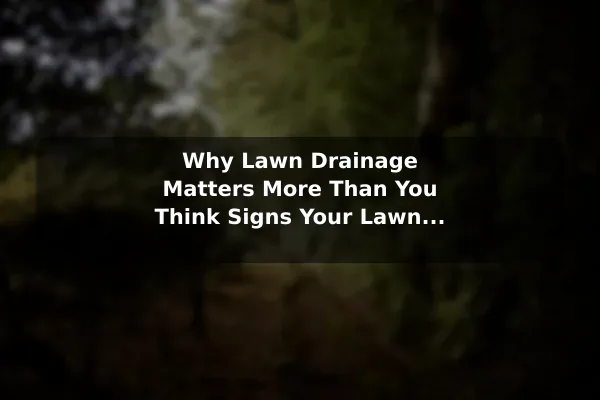 Why Lawn Drainage Matters More Than You Think Signs Your Lawn May Have Drainage Problems