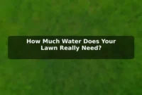 How Much Water Does Your Lawn Really Need?