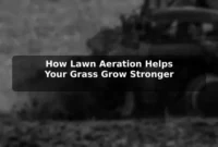 How Lawn Aeration Helps Your Grass Grow Stronger How Lawn Aeration Helps Your Grass Grow Stronger