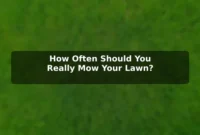 How Often Should You Really Mow Your Lawn?