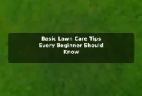 Basic Lawn Care Tips Every Beginner Should Know