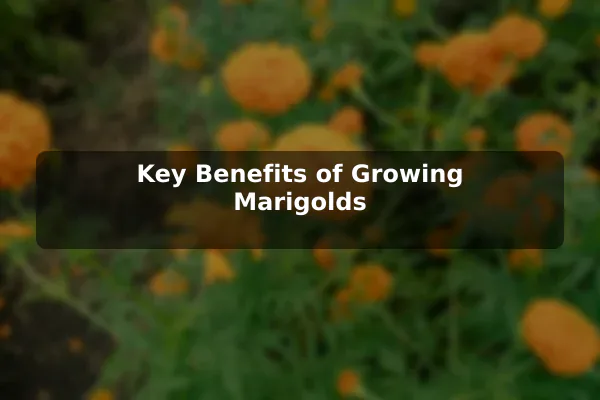Key Benefits of Growing Marigolds