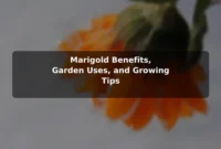 Marigold Benefits, Garden Uses, and Growing Tips