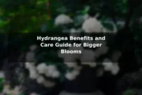 Hydrangea Benefits and Care Guide for Bigger Blooms