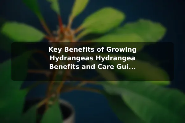 Key Benefits of Growing Hydrangeas Hydrangea Benefits and Care Guide for Bigger Blooms