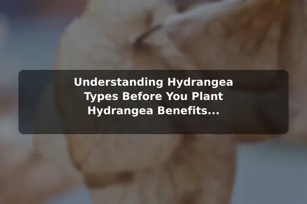 Understanding Hydrangea Types Before You Plant Hydrangea Benefits and Care Guide for Bigger Blooms