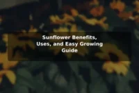 Sunflower Benefits, Uses, and Easy Growing Guide