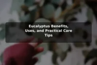 Eucalyptus Benefits, Uses, and Practical Care Tips