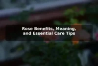 Rose Benefits, Meaning, and Essential Care Tips
