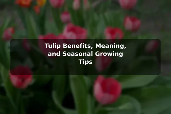 Tulip Benefits, Meaning, and Seasonal Growing Tips