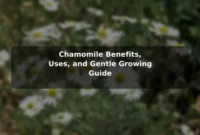 Chamomile Benefits, Uses, and Gentle Growing Guide