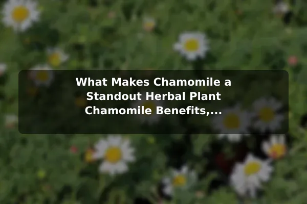 What Makes Chamomile a Standout Herbal Plant Chamomile Benefits, Uses, and Gentle Growing Guide