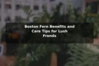 Boston Fern Benefits and Care Tips for Lush Fronds