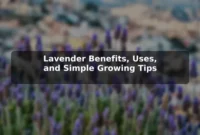 Lavender Benefits, Uses, and Simple Growing Tips