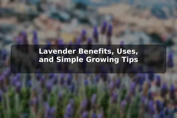 Lavender Benefits, Uses, and Simple Growing Tips