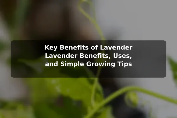 Key Benefits of Lavender Lavender Benefits, Uses, and Simple Growing Tips
