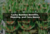Lucky Bamboo Benefits, Meaning, and Care Basics