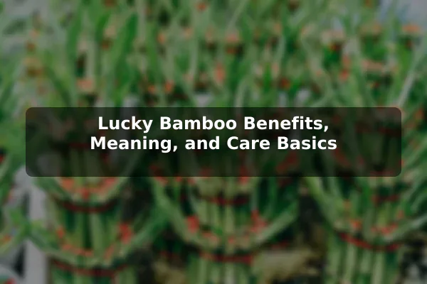 Lucky Bamboo Benefits, Meaning, and Care Basics