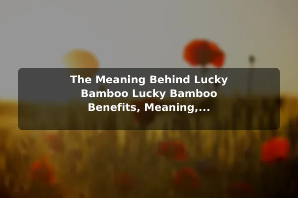 The Meaning Behind Lucky Bamboo Lucky Bamboo Benefits, Meaning, and Care Basics