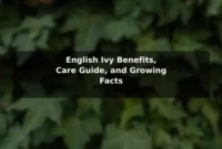 English Ivy Benefits, Care Guide, and Growing Facts