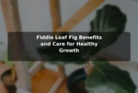 Fiddle Leaf Fig Benefits and Care for Healthy Growth