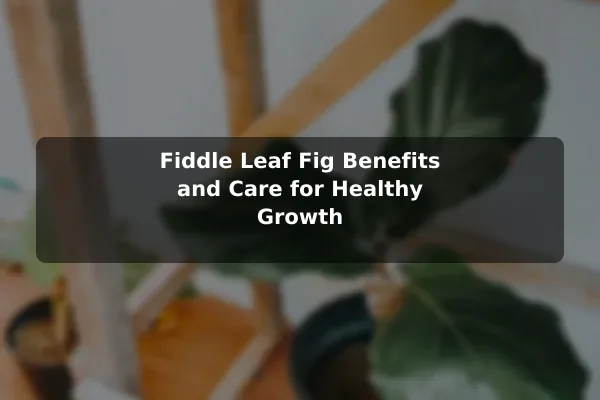Fiddle Leaf Fig Benefits and Care for Healthy Growth