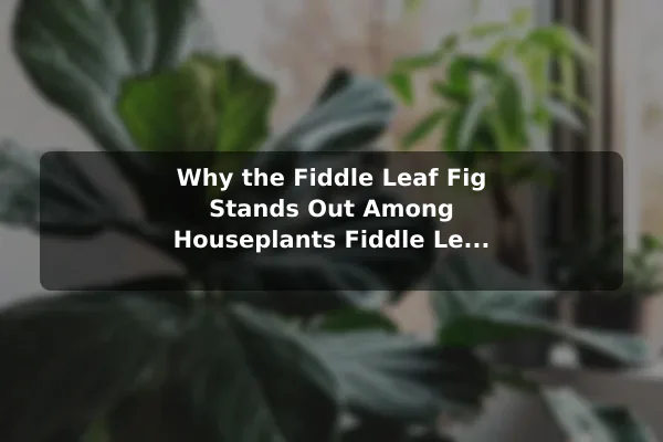 Why the Fiddle Leaf Fig Stands Out Among Houseplants Fiddle Leaf Fig Benefits and Care for Healthy Growth