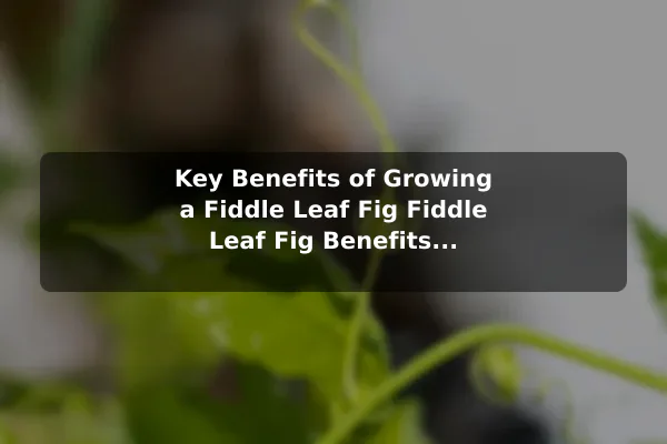 Key Benefits of Growing a Fiddle Leaf Fig Fiddle Leaf Fig Benefits and Care for Healthy Growth