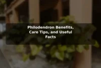 Philodendron Benefits, Care Tips, and Useful Facts
