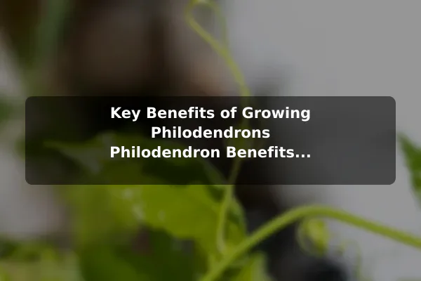 Key Benefits of Growing Philodendrons Philodendron Benefits, Care Tips, and Useful Facts