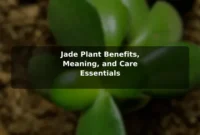 Jade Plant Benefits, Meaning, and Care Essentials Jade Plant Benefits, Meaning, and Care Essentials
