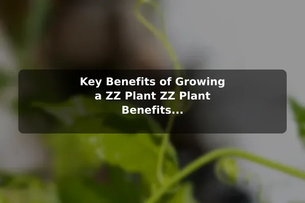 Key Benefits of Growing a ZZ Plant ZZ Plant Benefits and Low-Maintenance Care Tips