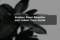 Rubber Plant Benefits and Indoor Care Guide