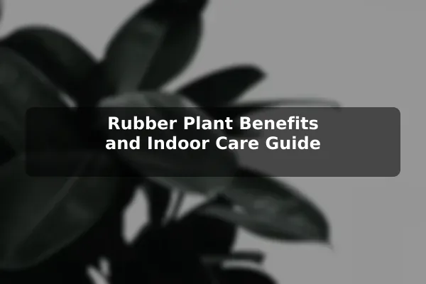 Rubber Plant Benefits and Indoor Care Guide