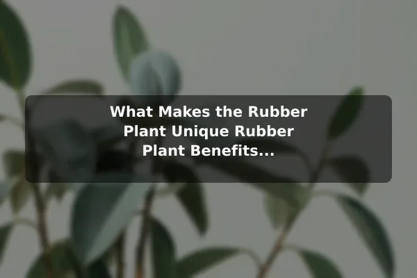What Makes the Rubber Plant Unique Rubber Plant Benefits and Indoor Care Guide