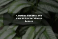 Calathea Benefits and Care Guide for Vibrant Leaves