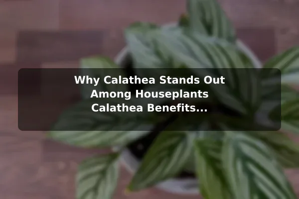 Why Calathea Stands Out Among Houseplants Calathea Benefits and Care Guide for Vibrant Leaves
