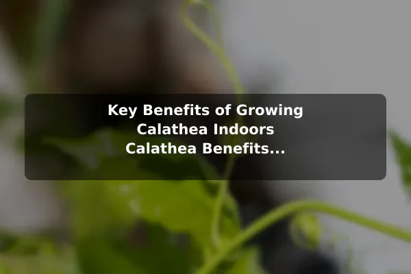 Key Benefits of Growing Calathea Indoors Calathea Benefits and Care Guide for Vibrant Leaves