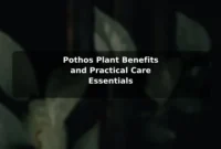 Pothos Plant Benefits and Practical Care Essentials Pothos Plant Benefits and Practical Care Essentials