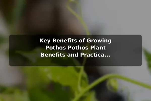 Key Benefits of Growing Pothos Pothos Plant Benefits and Practical Care Essentials