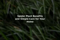Spider Plant Benefits and Simple Care for Your Home