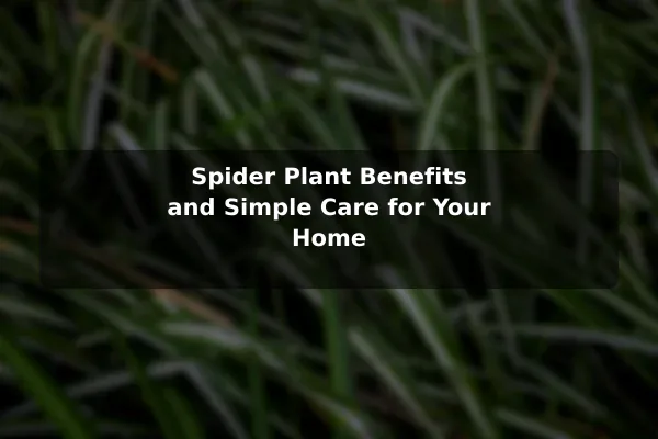 Spider Plant Benefits and Simple Care for Your Home