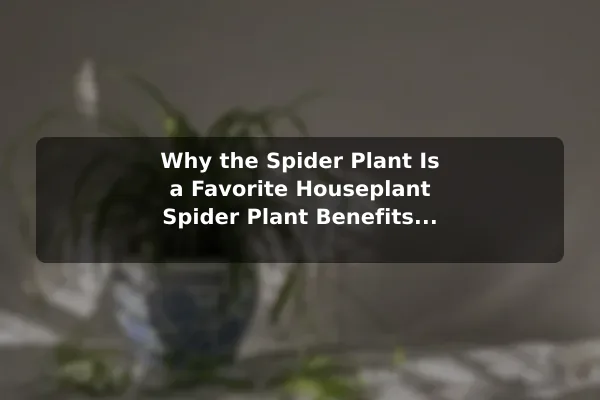 Why the Spider Plant Is a Favorite Houseplant Spider Plant Benefits and Simple Care for Your Home
