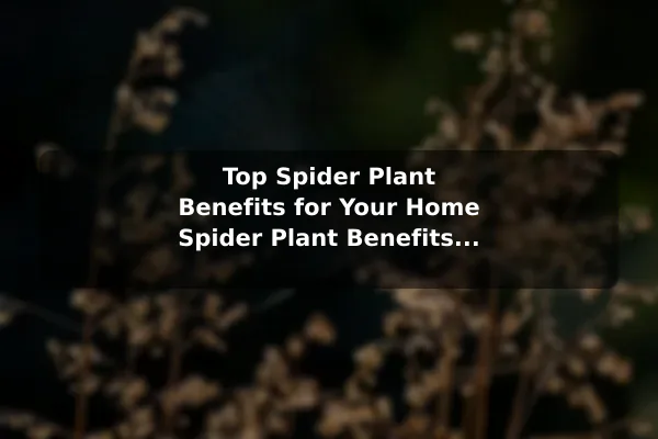 Top Spider Plant Benefits for Your Home Spider Plant Benefits and Simple Care for Your Home