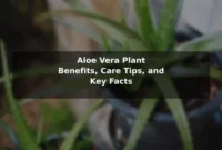 Aloe Vera Plant Benefits, Care Tips, and Key Facts Aloe Vera Plant Benefits, Care Tips, and Key Facts